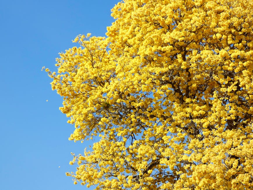 Bright yellow flowering tree with blooms against a vivid blue sky