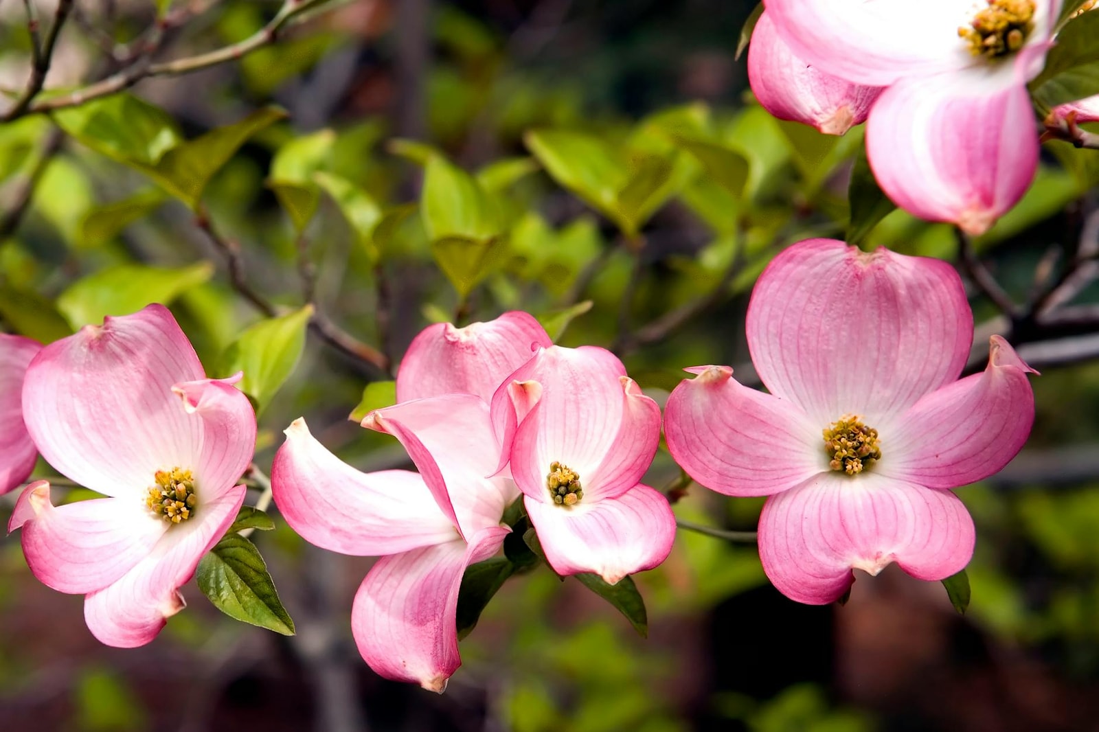 Pink flowering dogwood bracts in full bloom during spring