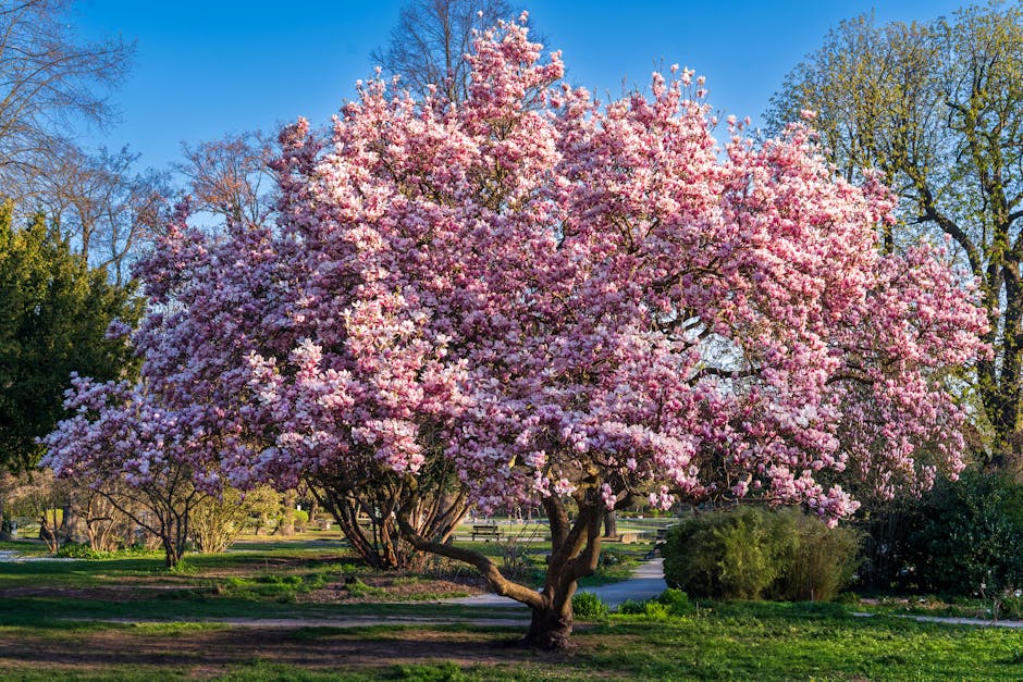 White magnolia tree in full bloom showing large cup-shaped flowers against a clear sky