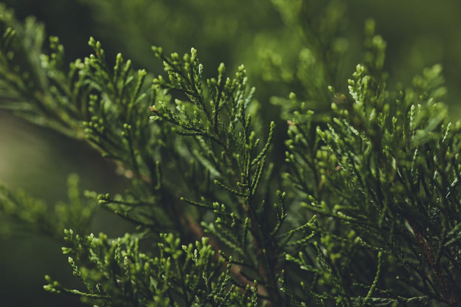 Lush dark green foliage of a Thuja Green Giant arborvitae showing the flat, layered spray pattern