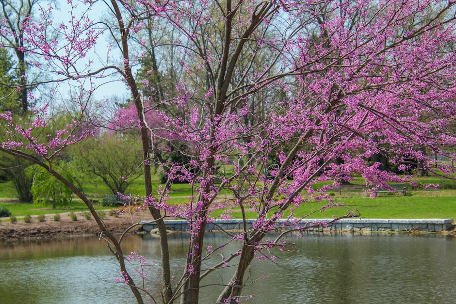 Redbud tree in bloom beside a tranquil pond in a spring landscape