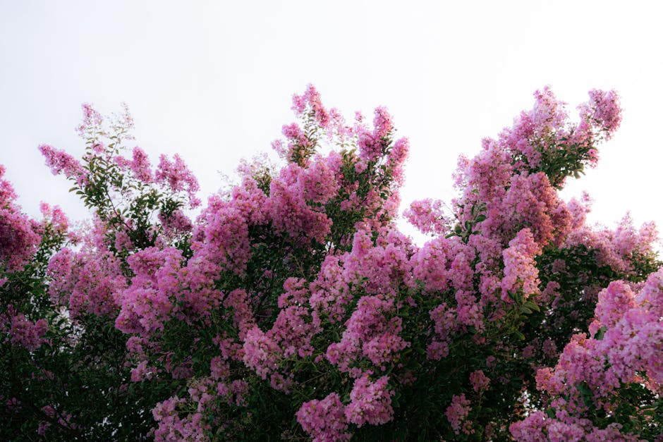 Pink crape myrtle flowers in full summer bloom