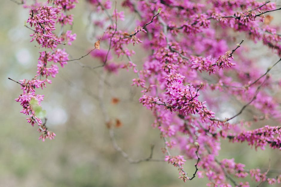 Eastern redbud tree covered in vivid magenta-pink spring flowers
