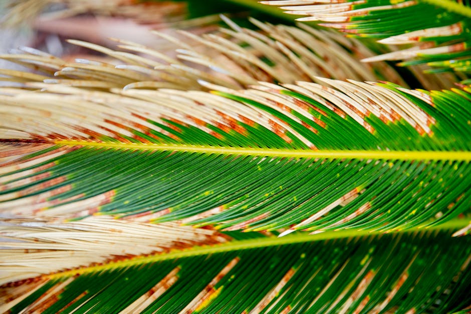Sago palm fronds with vibrant green needles and dry brown tips in a tropical garden setting