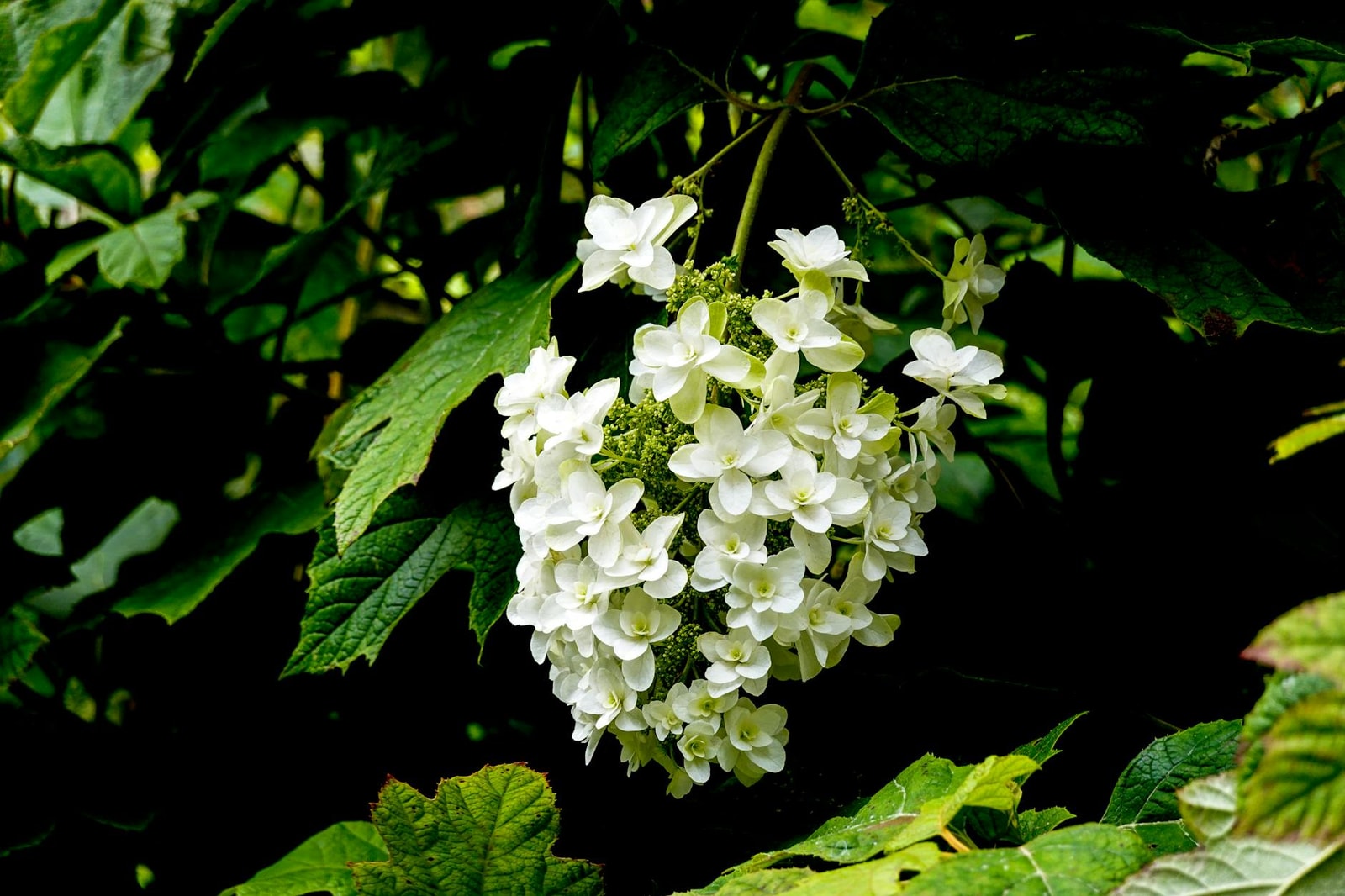 Oakleaf hydrangea flowers blooming in a summer shade garden with lush green foliage
