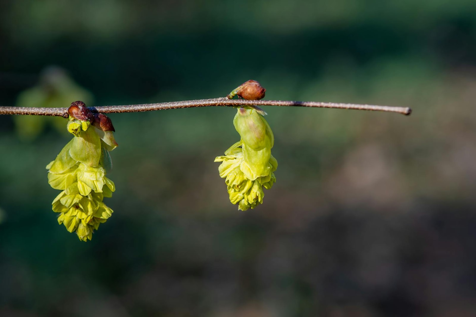 Witch hazel branches with spidery yellow flowers blooming in early spring