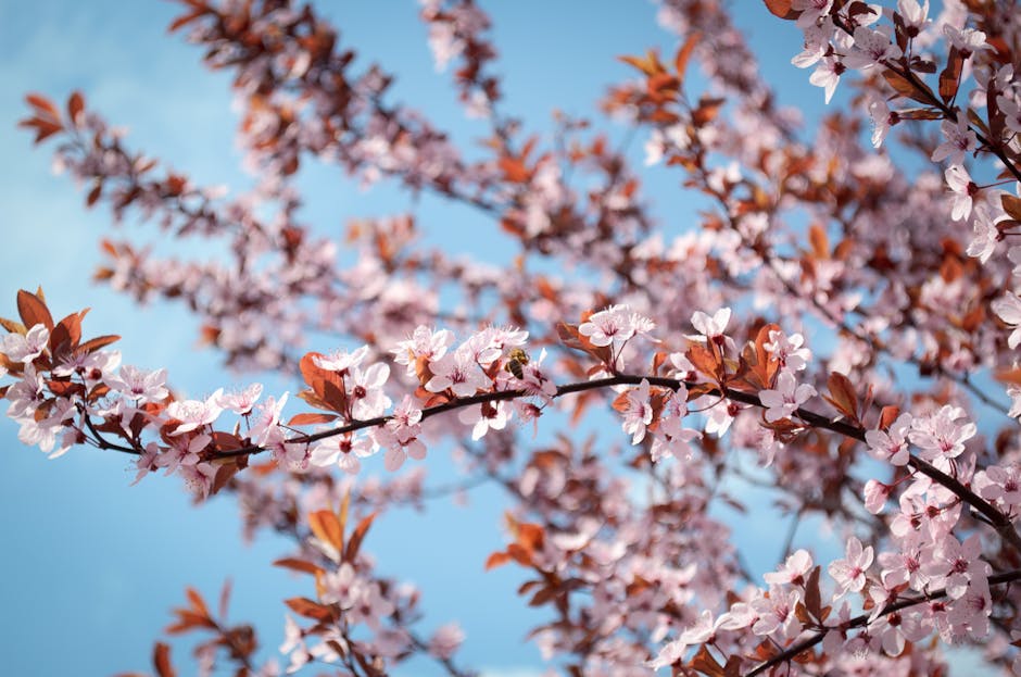 Cherry blossom branches covered in pink flowers against a blue spring sky