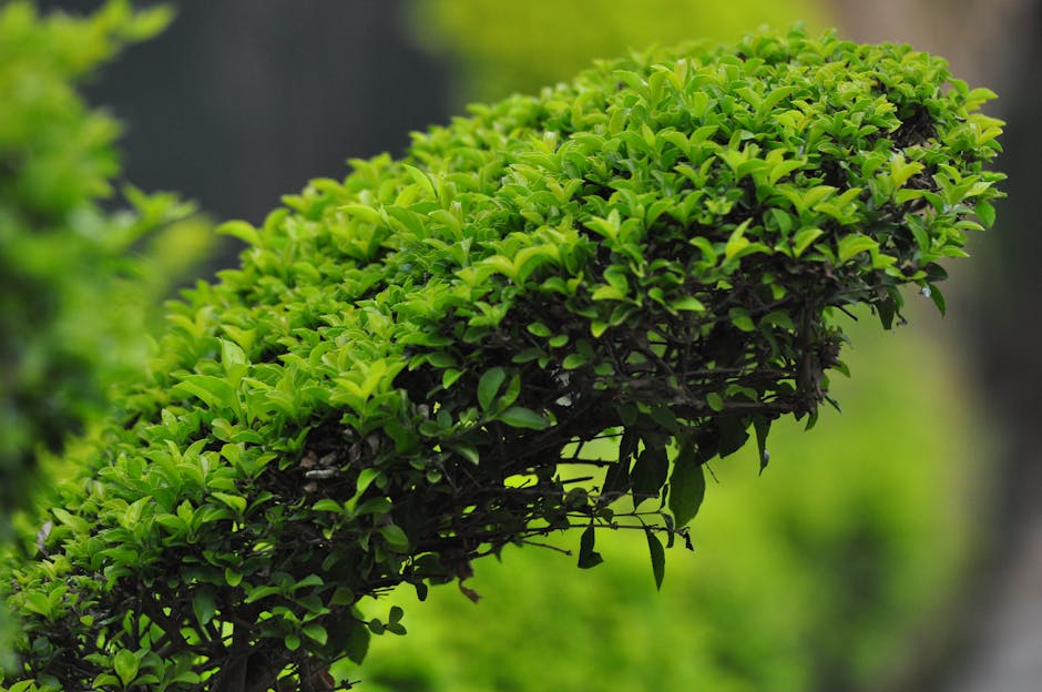 Well-trimmed hedge with clean edges along a walkway