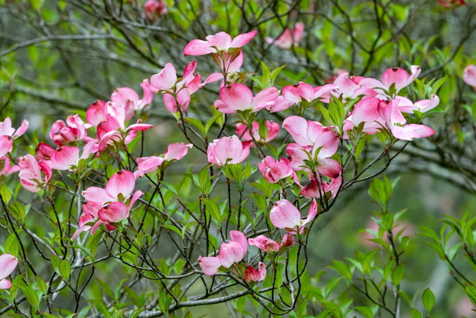 Pink dogwood blossoms blooming on branches in spring