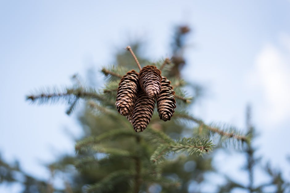 Pine cones on an evergreen branch against a clear blue sky