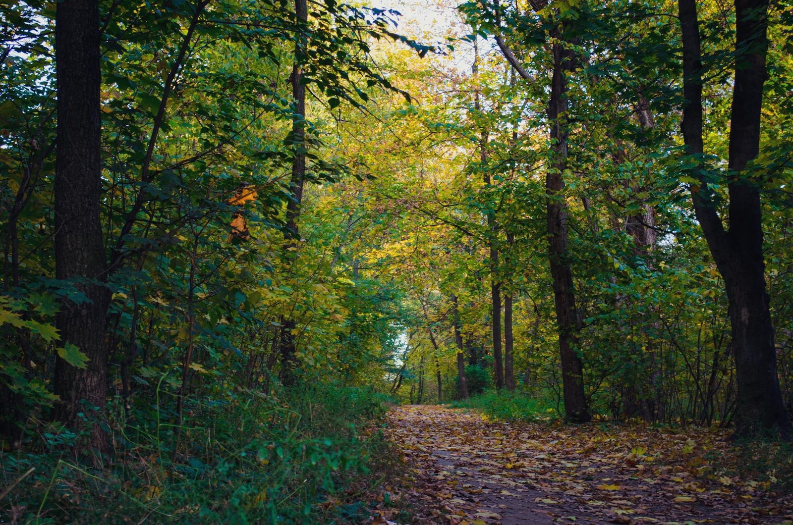 Colorful autumn foliage on trees in a residential landscape
