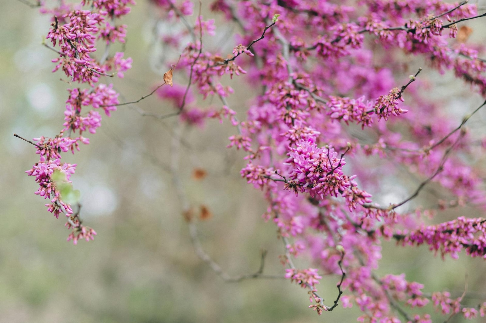 Redbud tree with purple spring blooms
