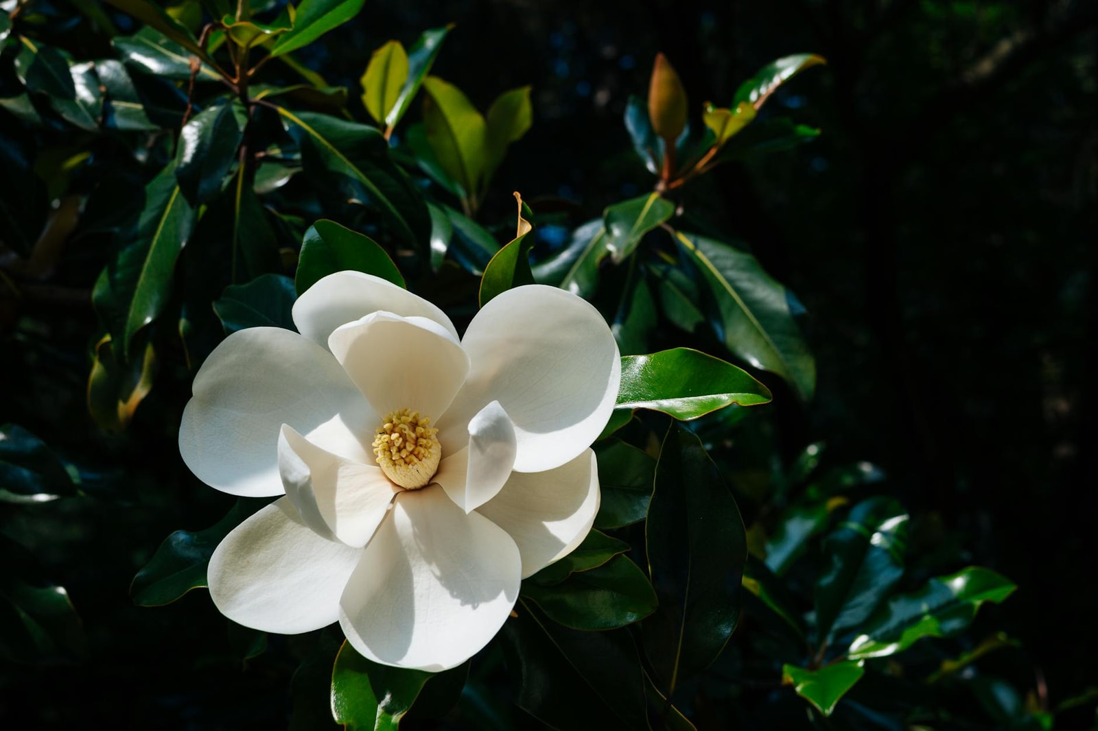 Southern magnolia tree with large white fragrant bloom