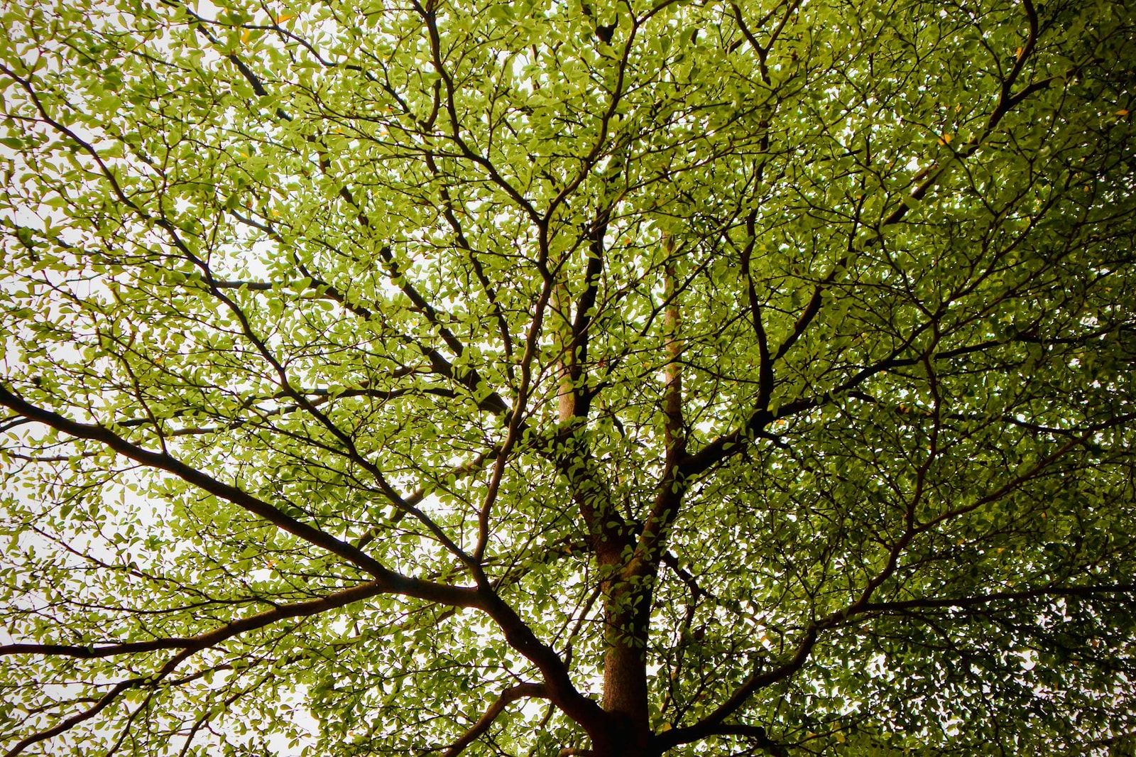 Elm tree with full canopy providing shade