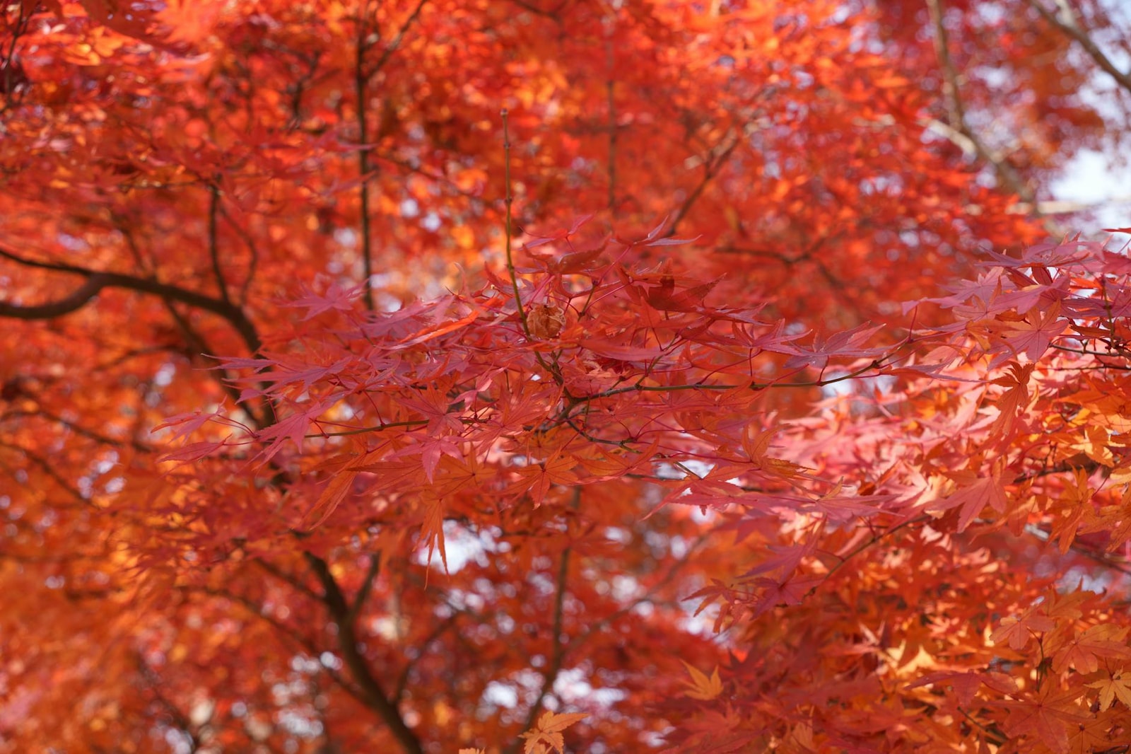 Japanese maple with brilliant autumn red foliage in a garden