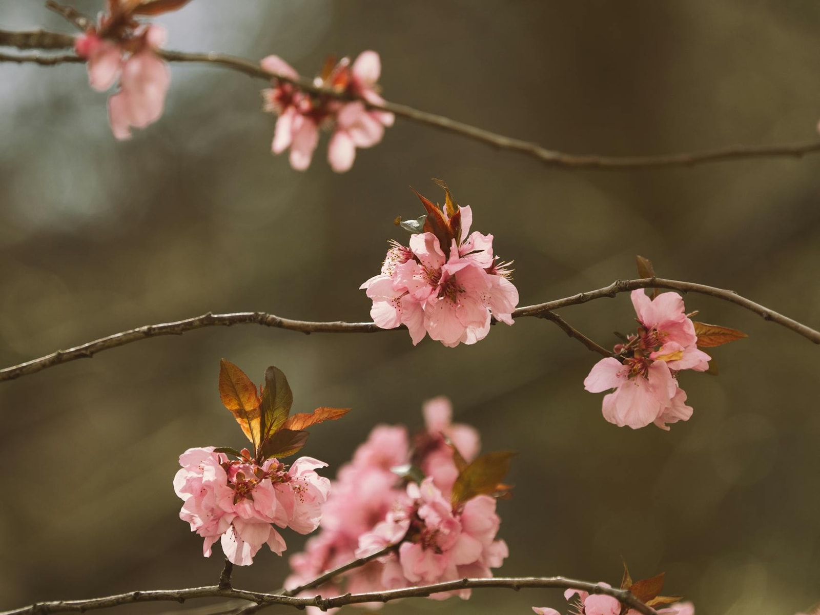 Peach tree with spring blossoms
