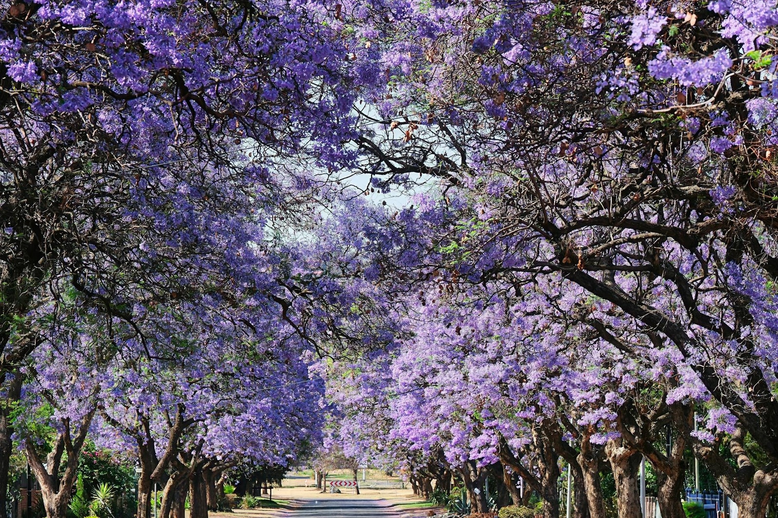Jacaranda tree with purple flowers lining a street