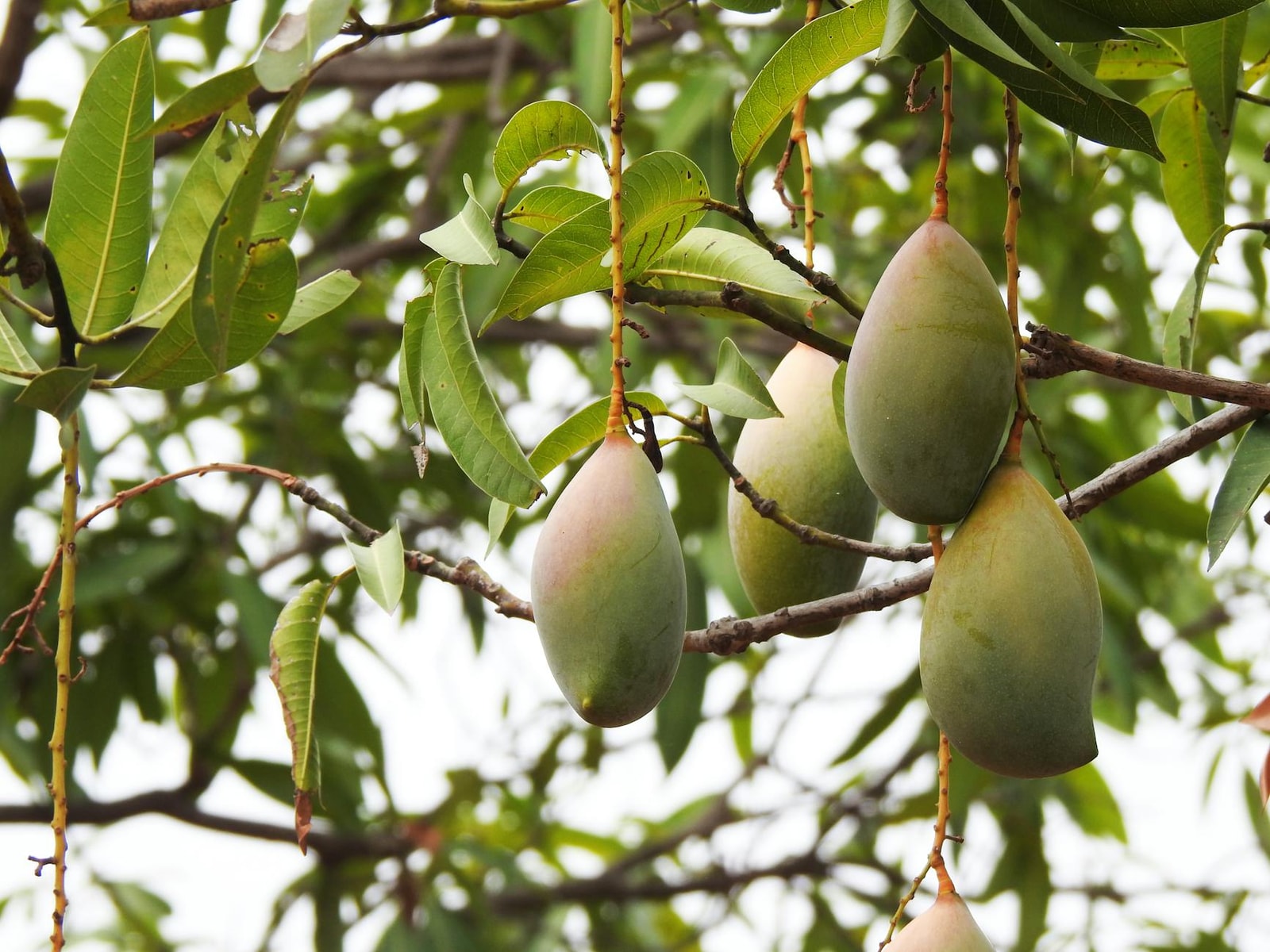 Mango tree with tropical fruit
