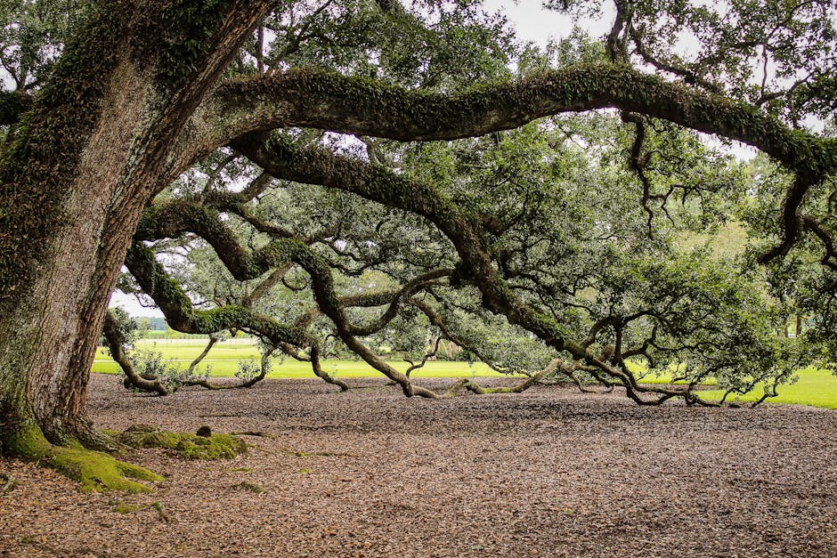 Mature oak tree with wide spreading canopy providing shade