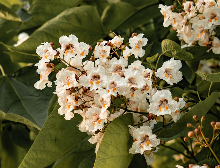 Catalpa tree white trumpet-shaped flower clusters blooming in spring