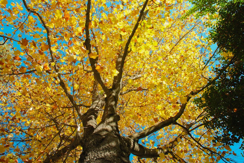 Tulip tree foliage turning golden yellow in autumn