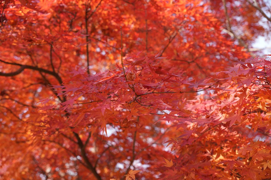 Bright red and orange Japanese maple leaves in a garden during autumn