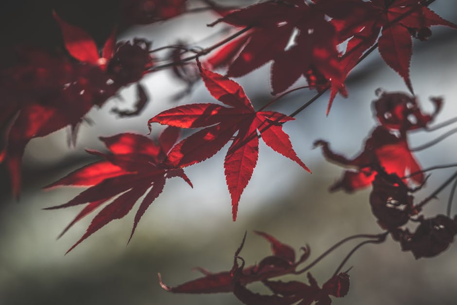 Vibrant red Japanese maple leaves illuminated by sunlight filtering through the canopy