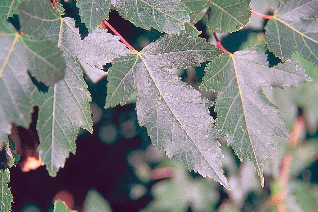 Amur maple with compact form and colorful fall foliage