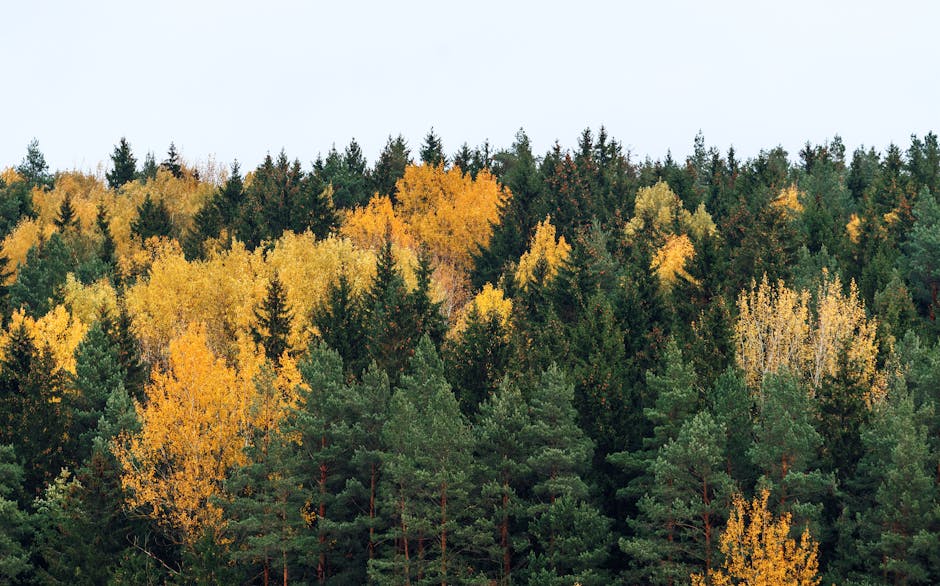 Landscape showing a mix of coniferous evergreen trees and deciduous trees with autumn foliage