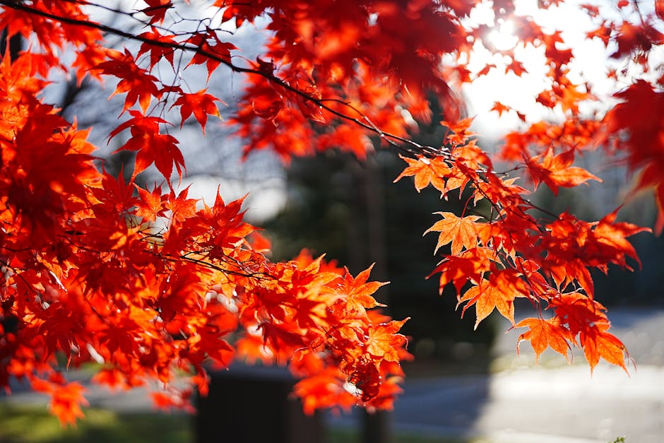 Bright red maple leaves in sunlight capturing the essence of autumn