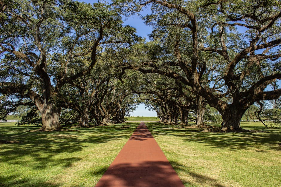Mature oak trees forming a canopy over a pathway in Vacherie, Louisiana