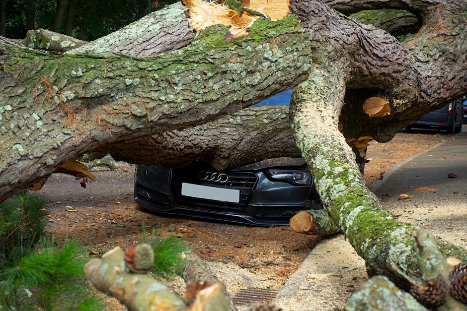 Large tree fallen on a car in a residential area after a storm