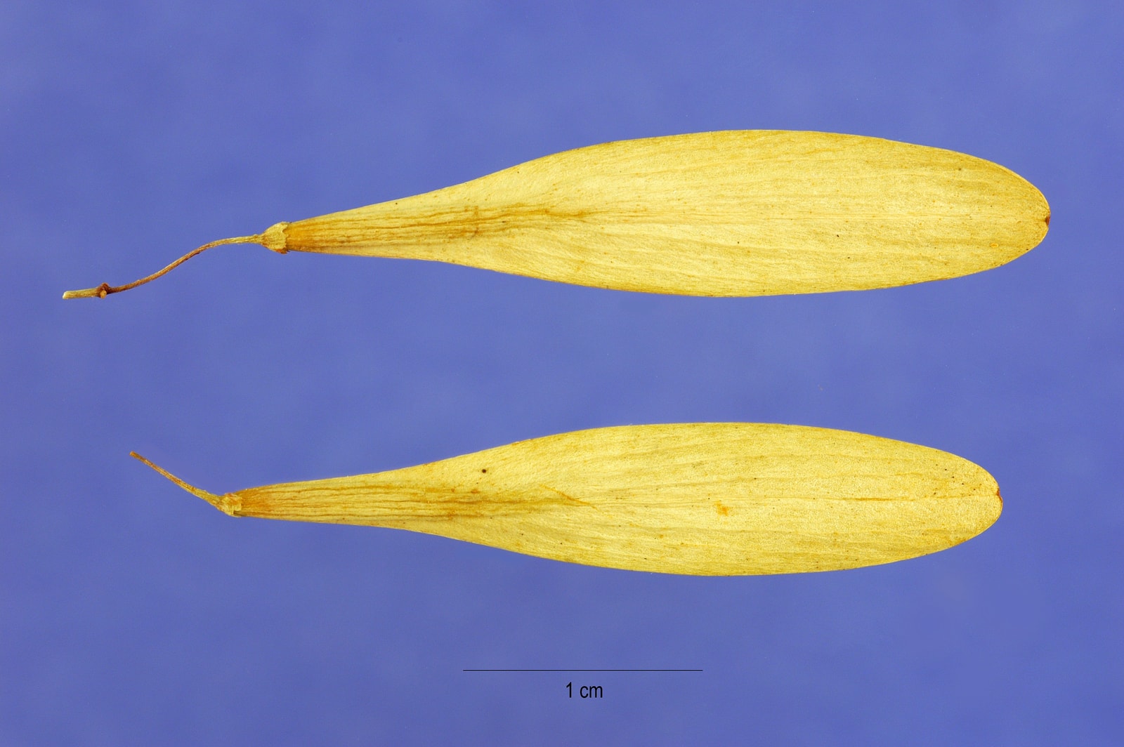 Ash seeds