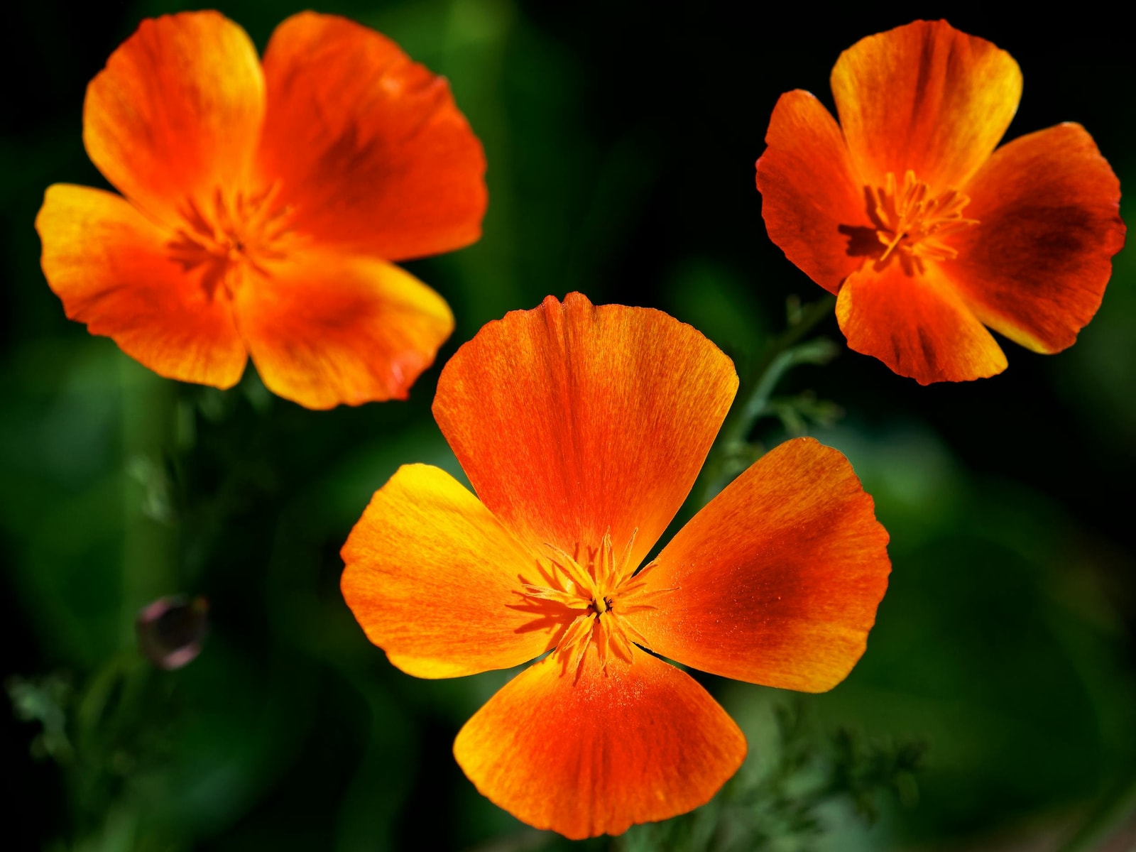Orange California poppies blooming in a garden bed