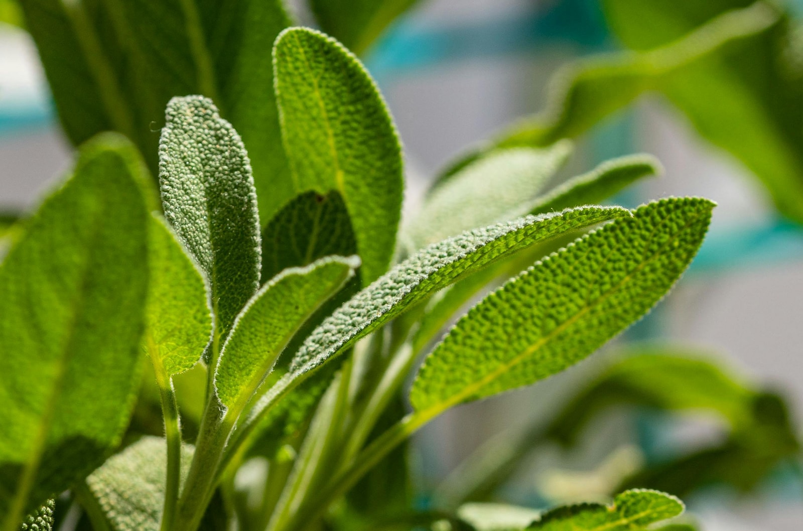 Sage plant growing in a garden herb bed
