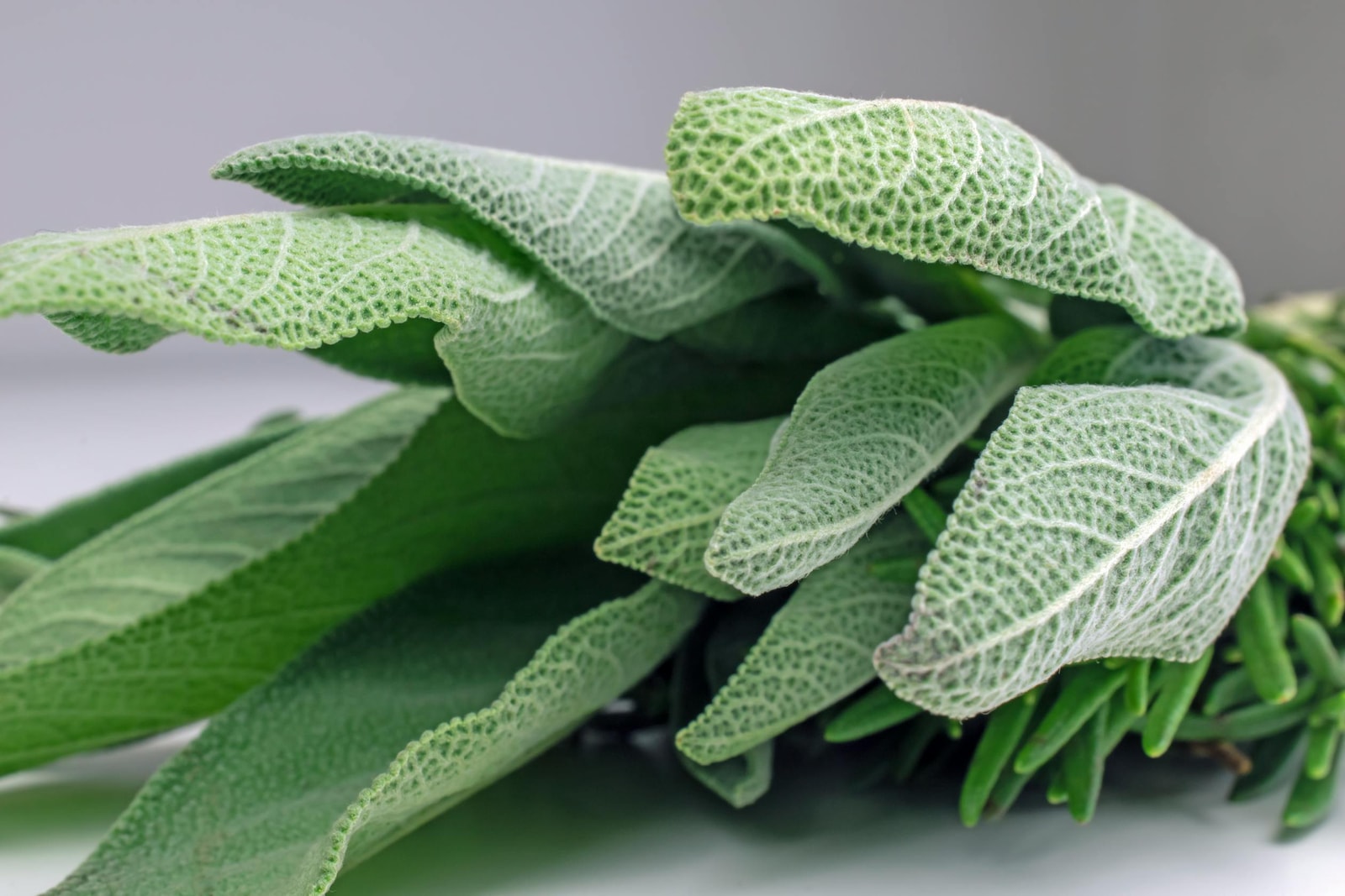 Close-up view of white sage silvery leaves showing their textured surface