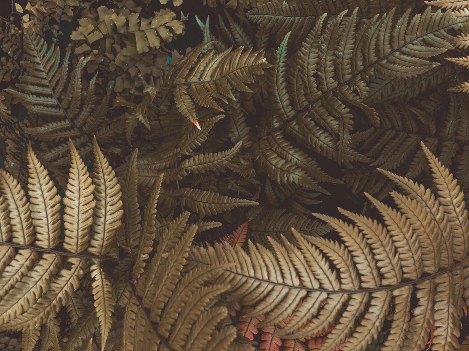 Lush green ferns growing in a woodland garden