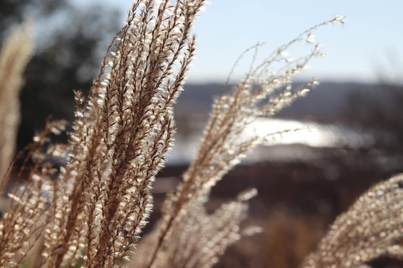Ornamental grass planted along a garden border