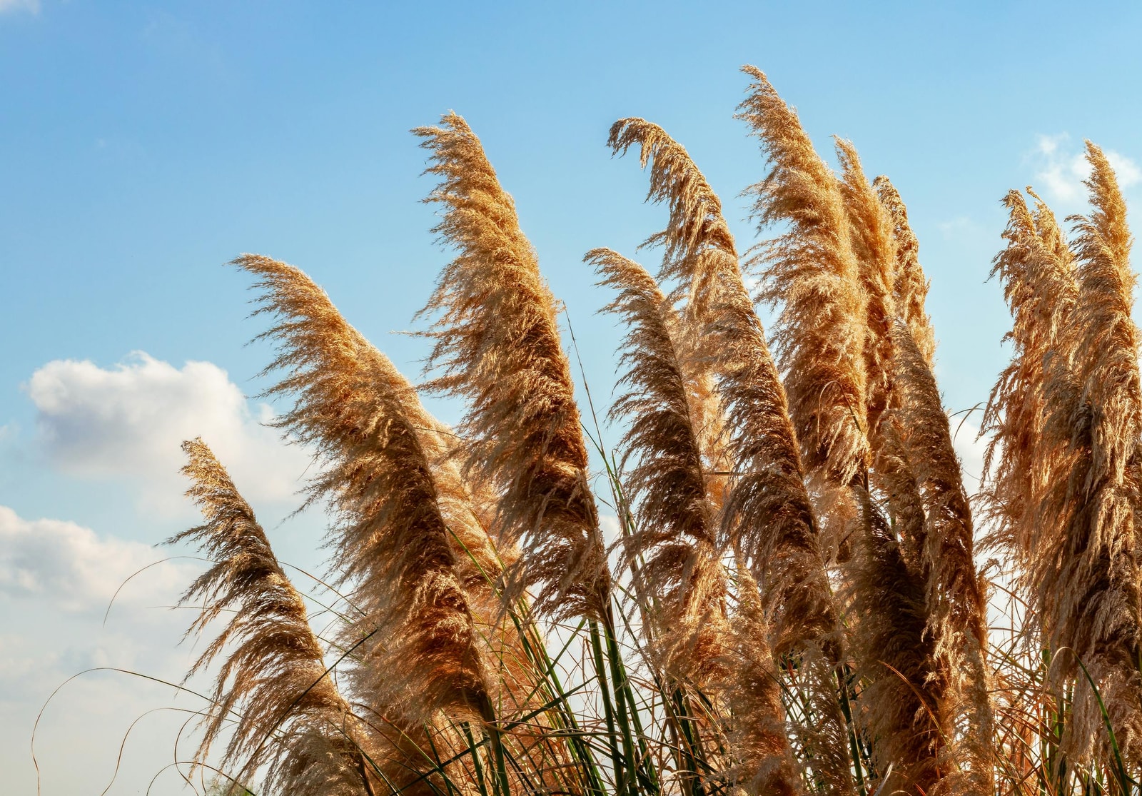 Tall ornamental grass in a garden landscape