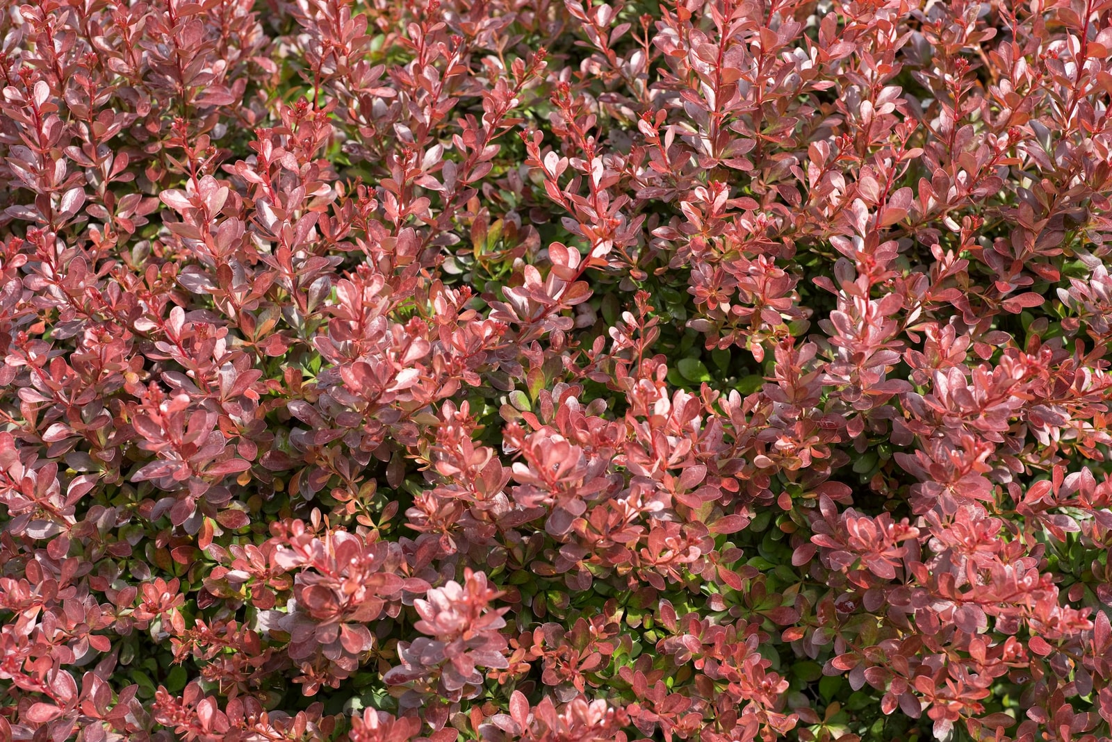 Manzanita branches with smooth reddish-brown bark in natural setting