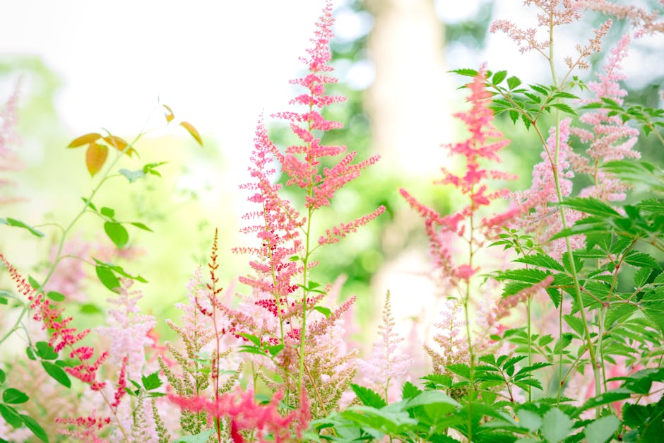 Pink astilbe plumes blooming in a shade garden