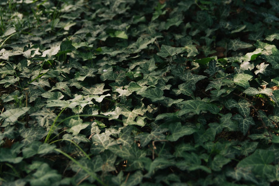 Dense ivy ground cover carpeting the floor beneath trees