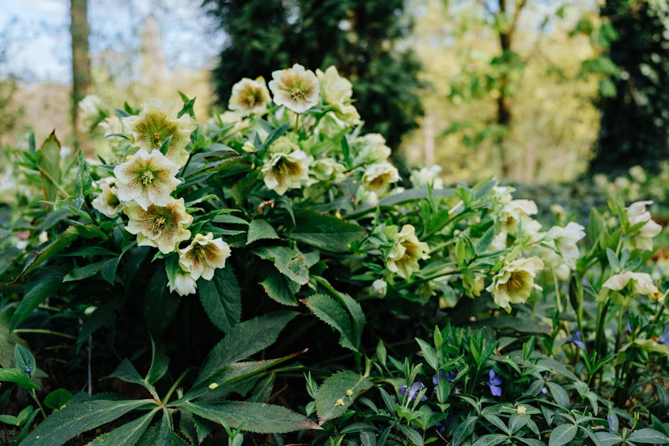 Helleborus niger flowers growing in a shaded garden bed