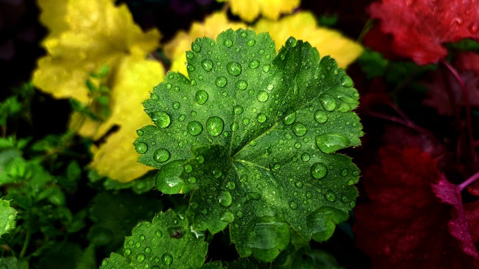 Colorful heuchera coral bells leaves covered in morning dew