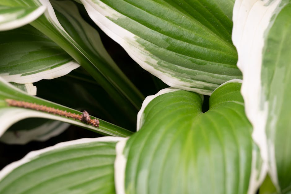 Variegated hosta leaves with white edges growing in shade
