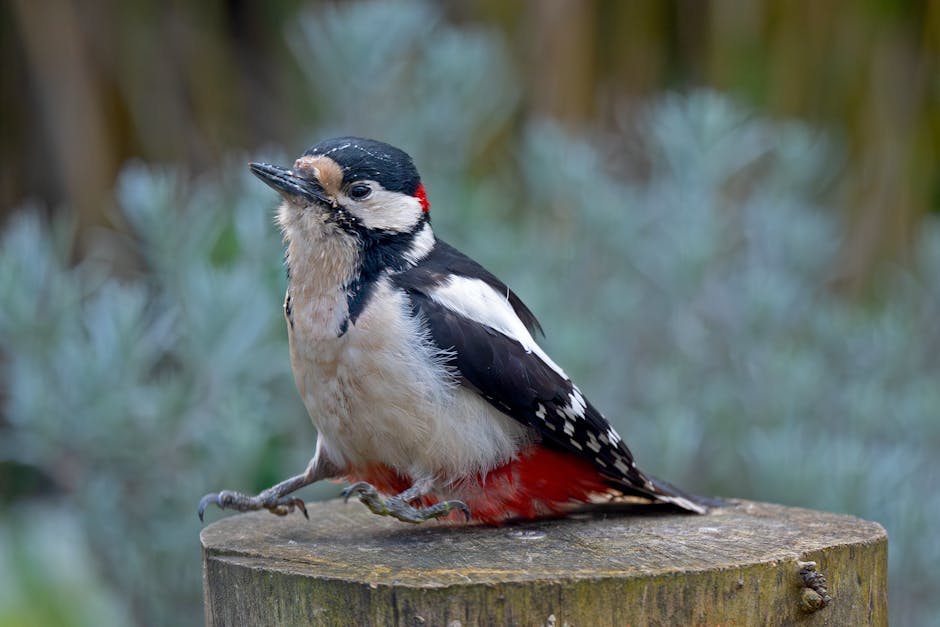 Great Spotted Woodpecker perched on a tree stump searching for insects