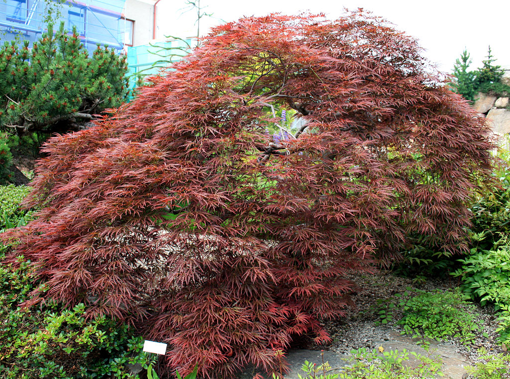 Japanese maple tree with vibrant fall foliage