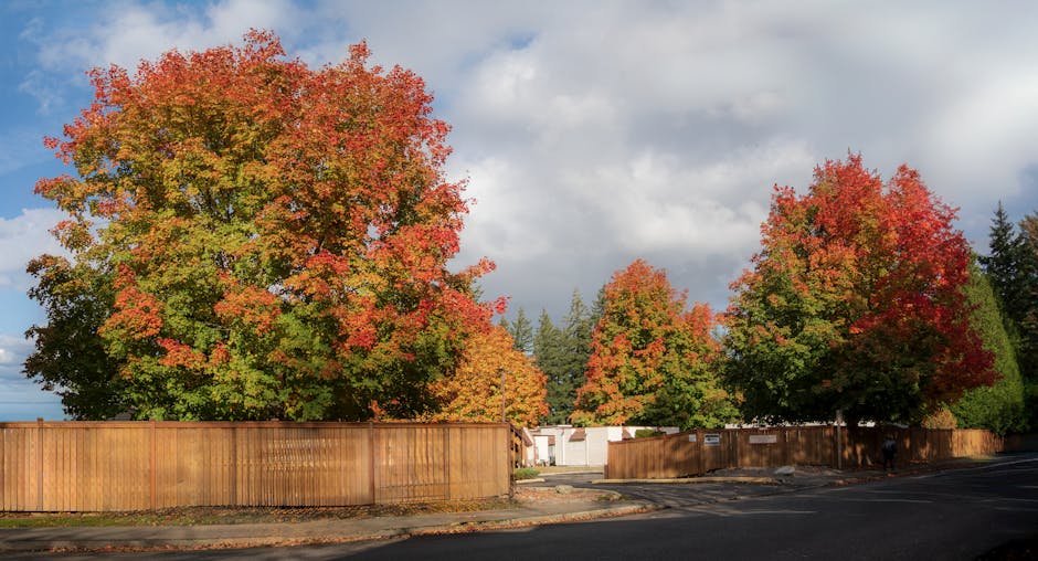 Maple trees turning gold and red along a suburban street in autumn