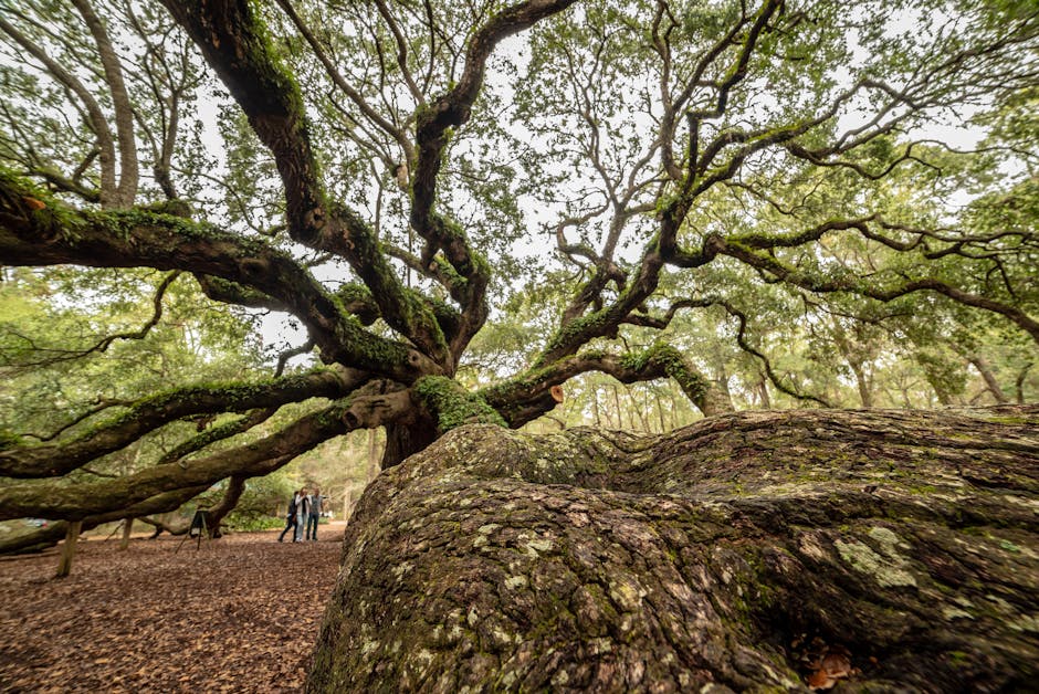 Massive live oak tree with wide spreading branches and dense green canopy at Johns Island, South Carolina