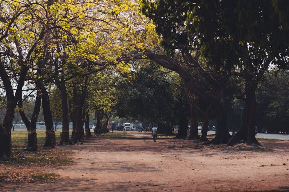 Dappled autumn sunlight filtering through a canopy of trees along a pathway